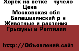 Хорёк на ветке - чучело › Цена ­ 3 000 - Московская обл., Балашихинский р-н Животные и растения » Грызуны и Рептилии   